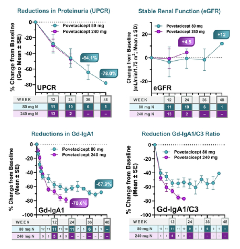 80mg,240mg两种剂量的povetacicept治疗都与关键生物标志物致病性iga
