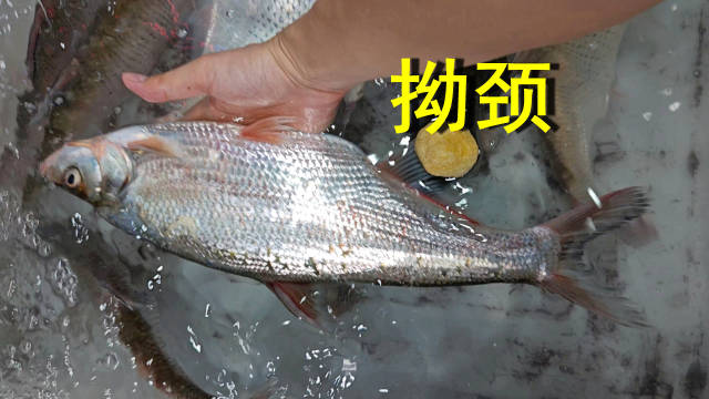 北江拗颈(海南鲌)68,不一定野生, 海南鲌,俗名拗颈、和顺|广州市|肉质|清远|博物|养殖_新浪新闻