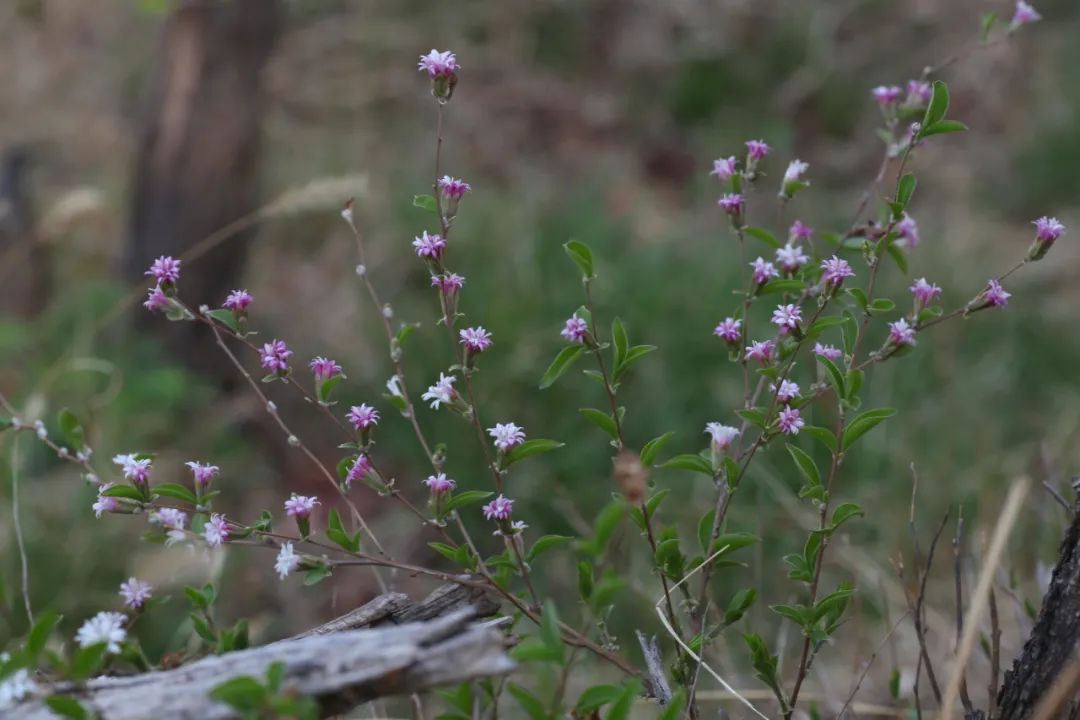 香山云科普丨山花烂漫正当时之蚂蚱腿子