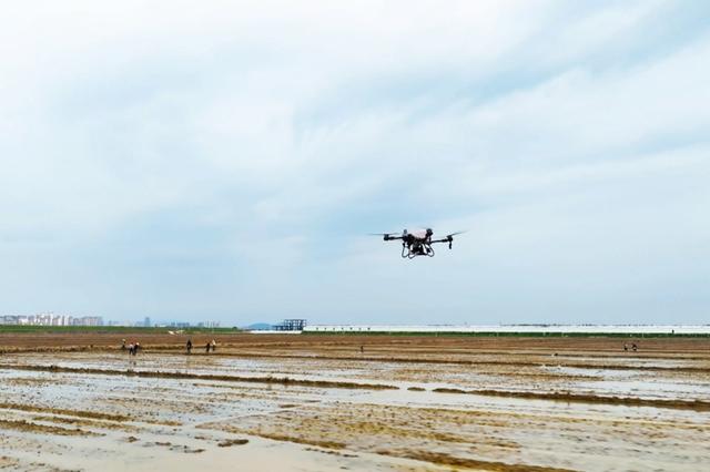 在江西共青城市苏家垱乡浆潭联圩一分场高标准农田上，一台搭载着早稻种子的农用无人机来回穿梭。叶茂摄