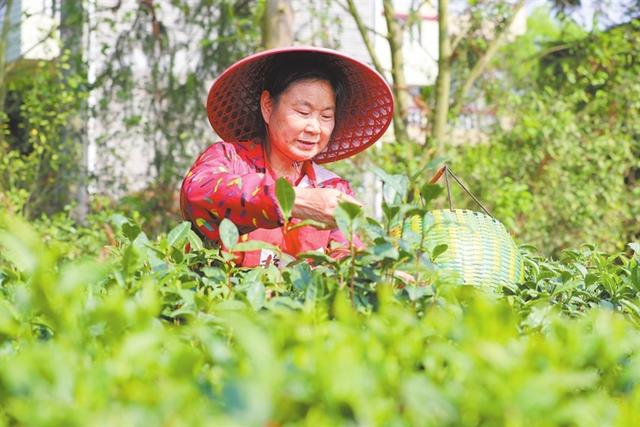 近日，泰和县马市镇蜀口村村民在采摘茶叶。该县积极发展生态茶叶种植产业，助力农民增收。 特约通讯员 邓和平摄