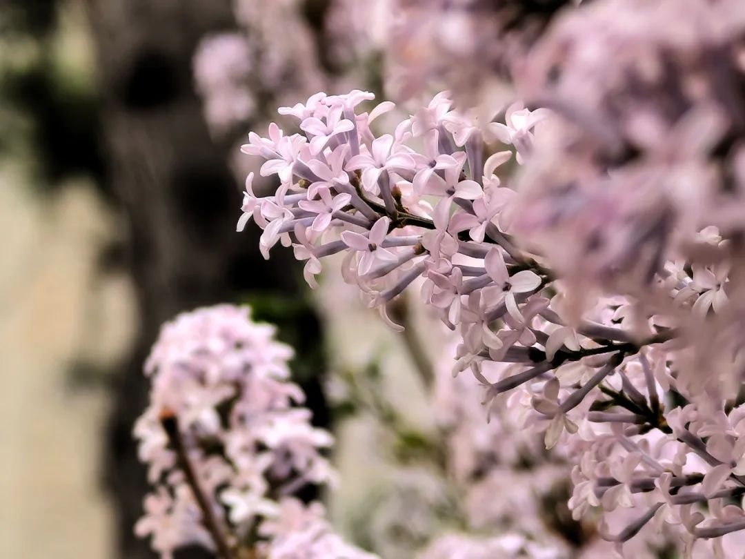 北海花鉴(二)丨丁香,丁香花发又逢春_新浪财经_新浪网