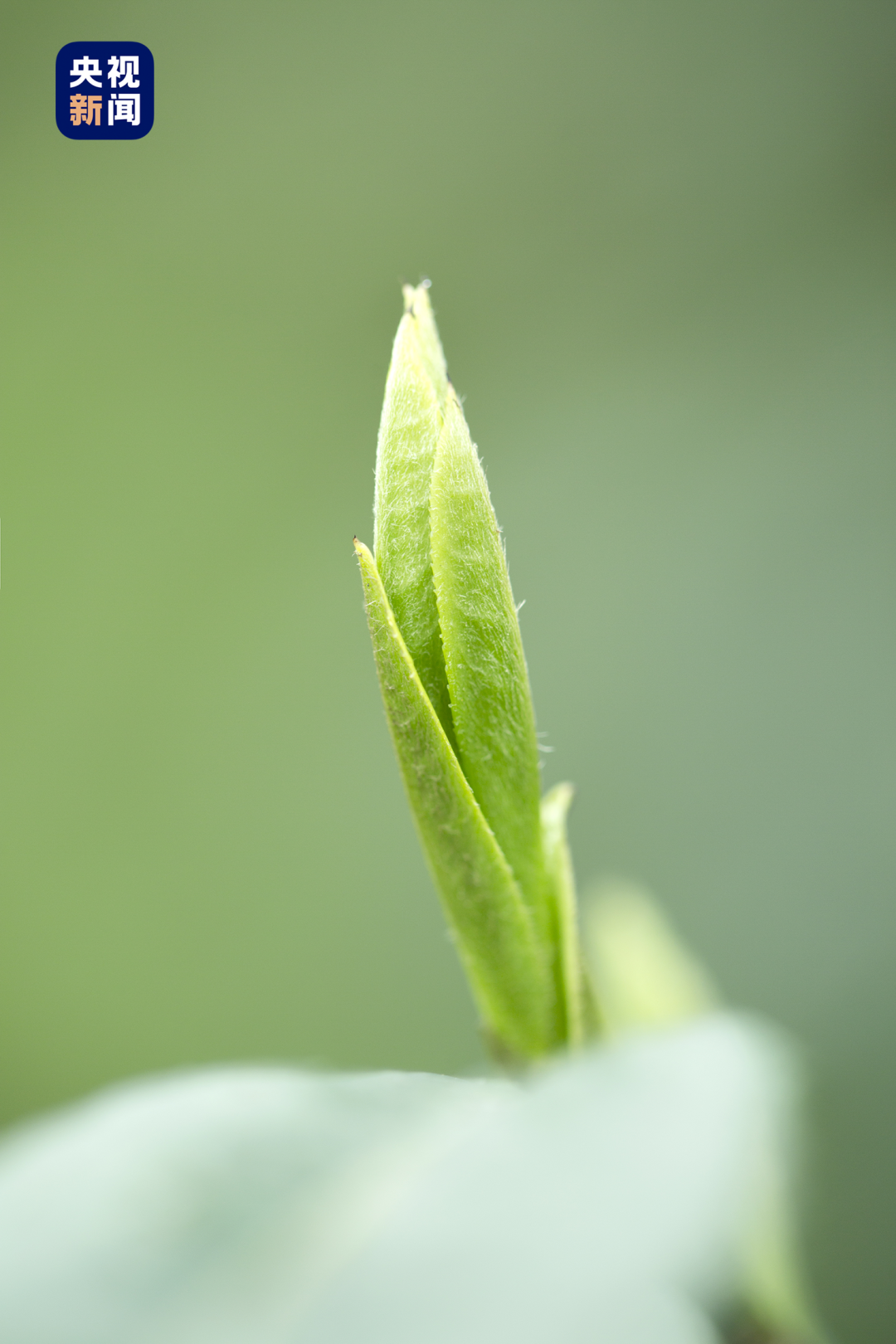 竹叶青茶的原产地在四川峨眉山,是世界绿茶的发源地之一,地处黄金产