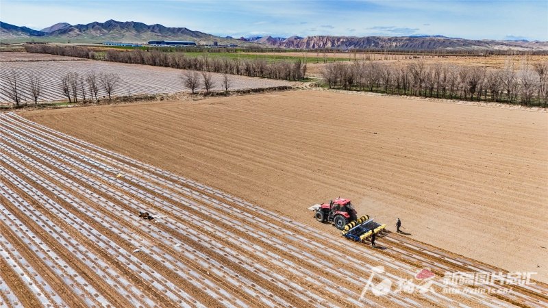 4月11日,呼图壁县大丰镇的棉田里,棉花播种机正在作业.陶维明 摄