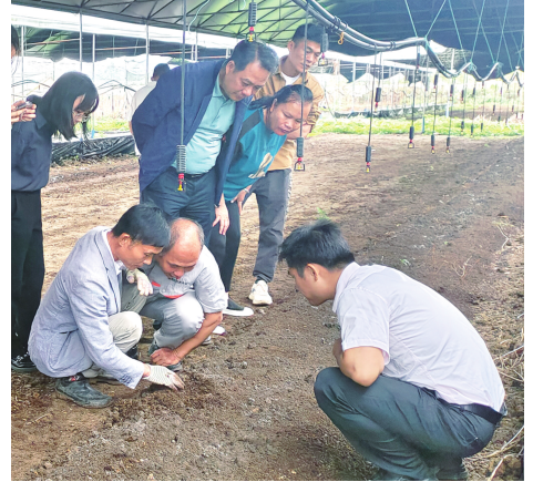 文坛村设施大棚内，农户在观摩学习蚯蚓养殖技术。（韦瑶生 摄）