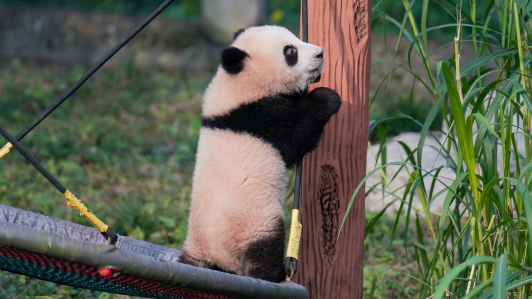 大熊猫“莽小五” 视觉中国 图