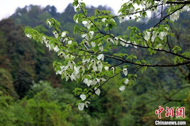 绽放的“鸽子花”成为绿水青山中独特的美景。吕杨 摄