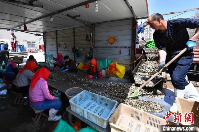 渔民利用“人工+机械”的方式优选蛤蜊。王海滨 摄