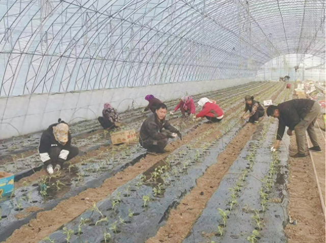 聪绪家庭农场香瓜大棚内，瓜农们互帮互助移栽瓜苗。 于鑫雨 摄