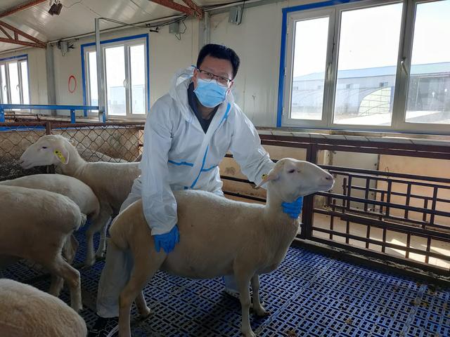 研究员何小龙给羊采血，做多羔基因检测。