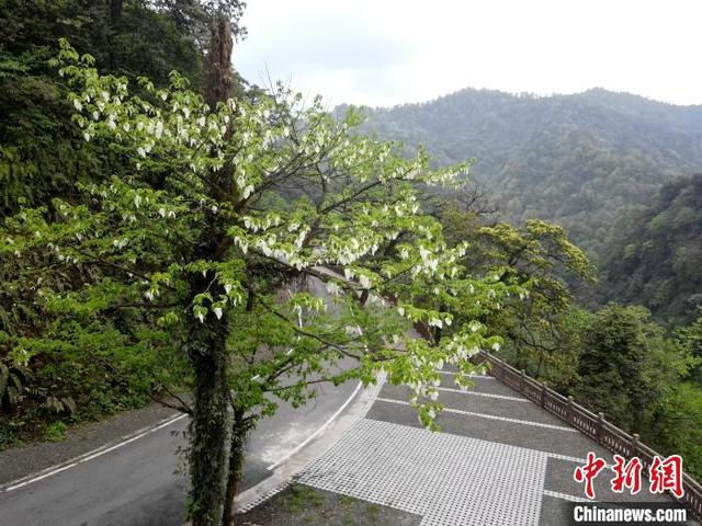 位于四川省荥经县的龙苍沟镇的“鸽子花”盛开。吕杨 摄