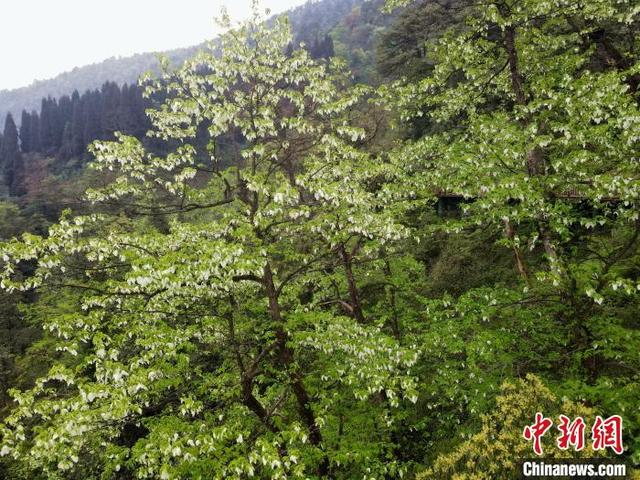 目前已进入荥经县境内的“鸽子花”已陆续进入花期。吕杨 摄