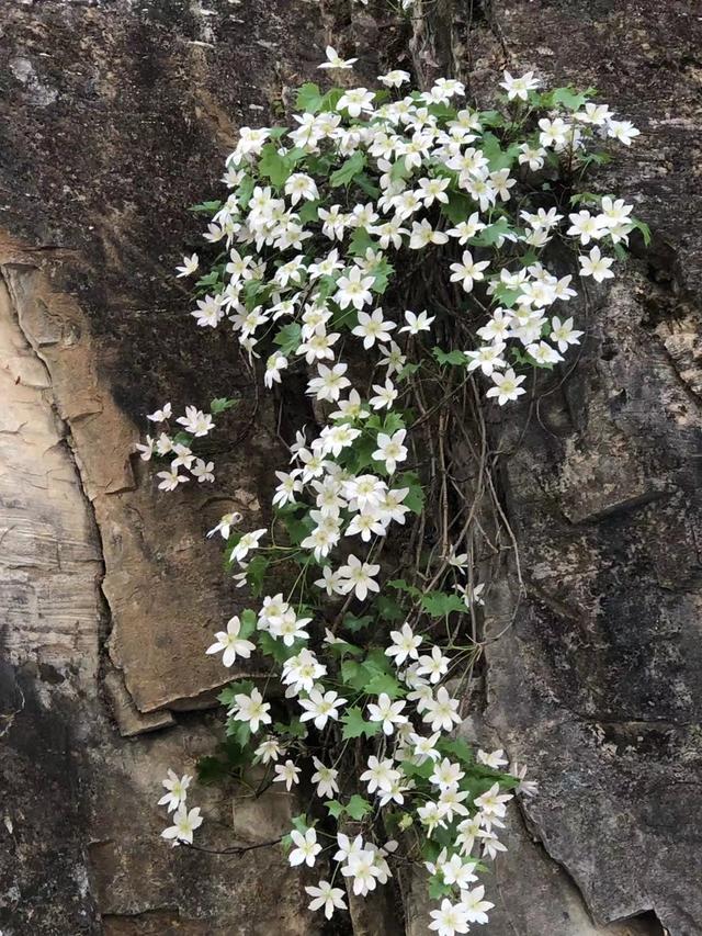 野保队员分享喜讯:今年北京山区"岩花"比往年多不少!
