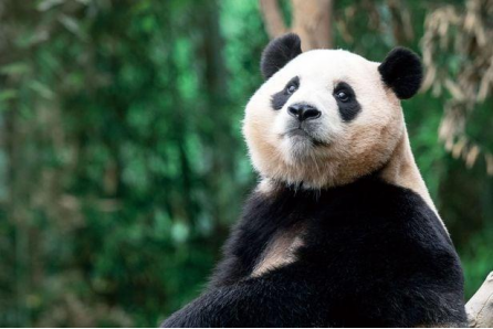 大熊猫“福宝”资料图片 图自韩媒报道配图