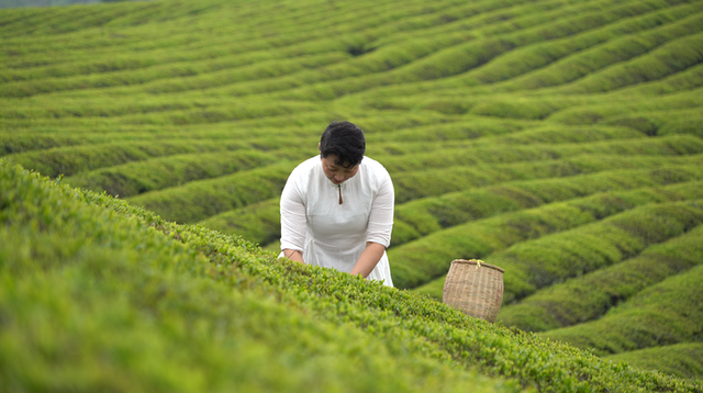 石阡县聚凤乡指甲坪茶场。吴剑 摄