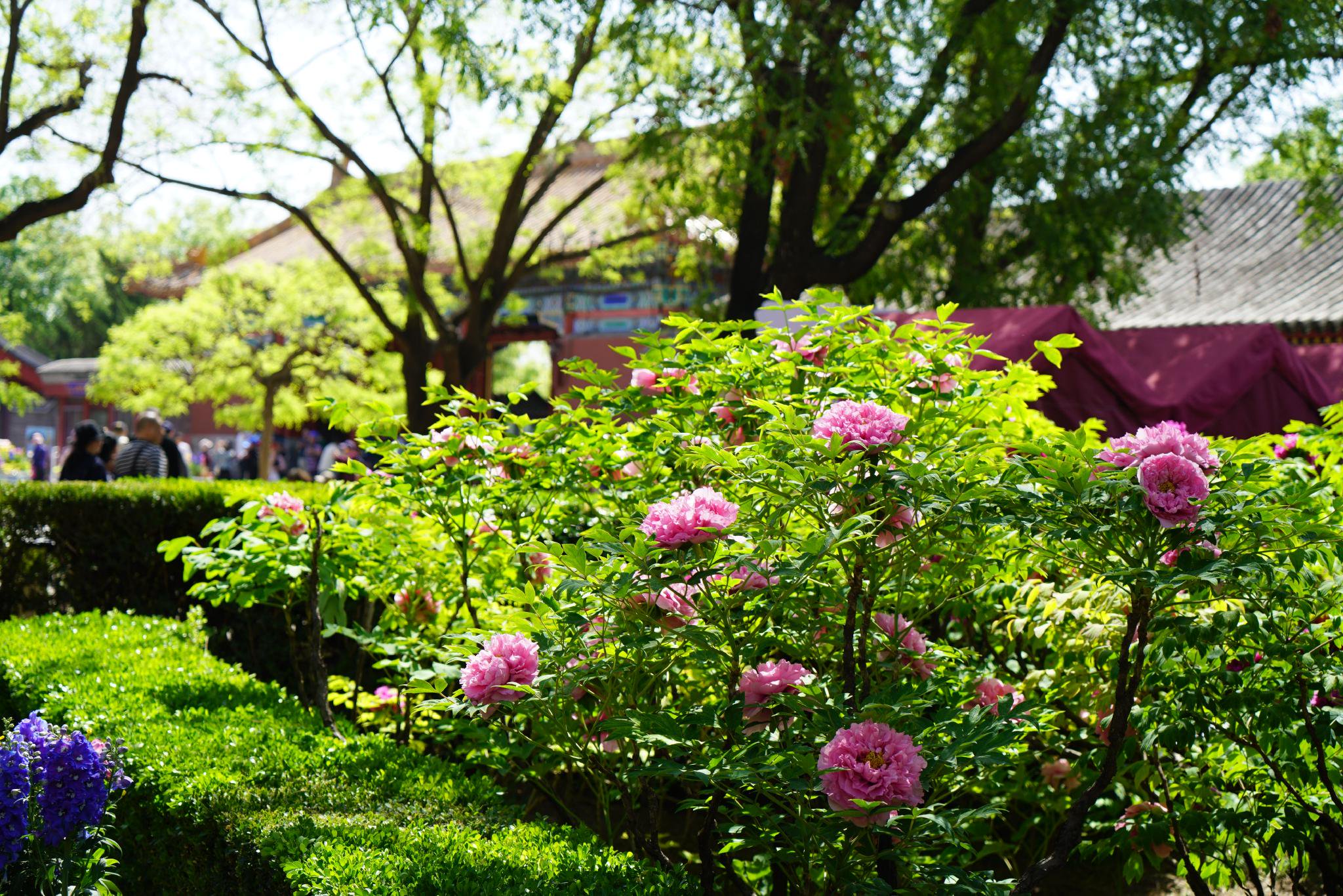 牡丹花讯来啦景山公园国内牡丹品种将达盛花期