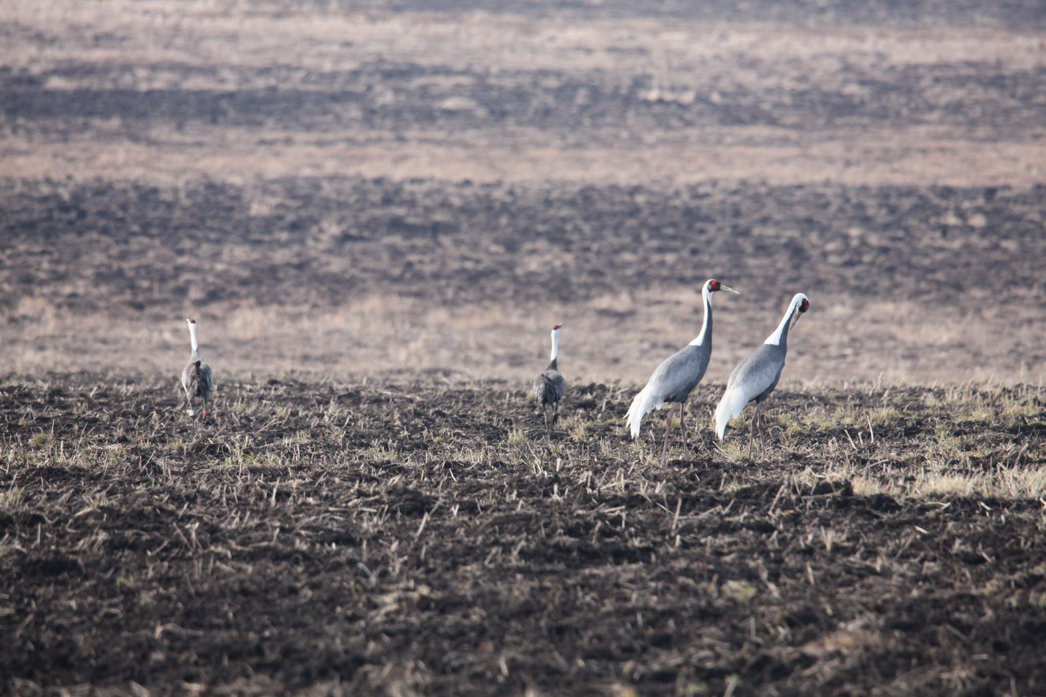 龙江森工林区: 候鸟梯次归 尽显生态美|国家级自然保护区_新浪财经