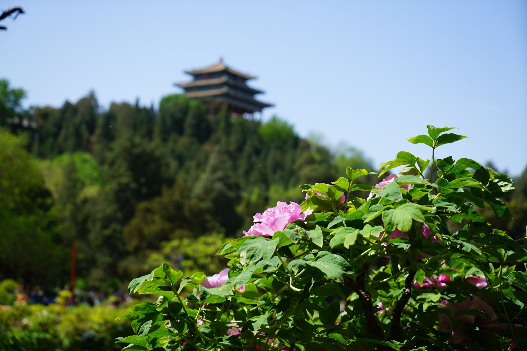 牡丹花讯来啦景山公园国内牡丹品种将达盛花期