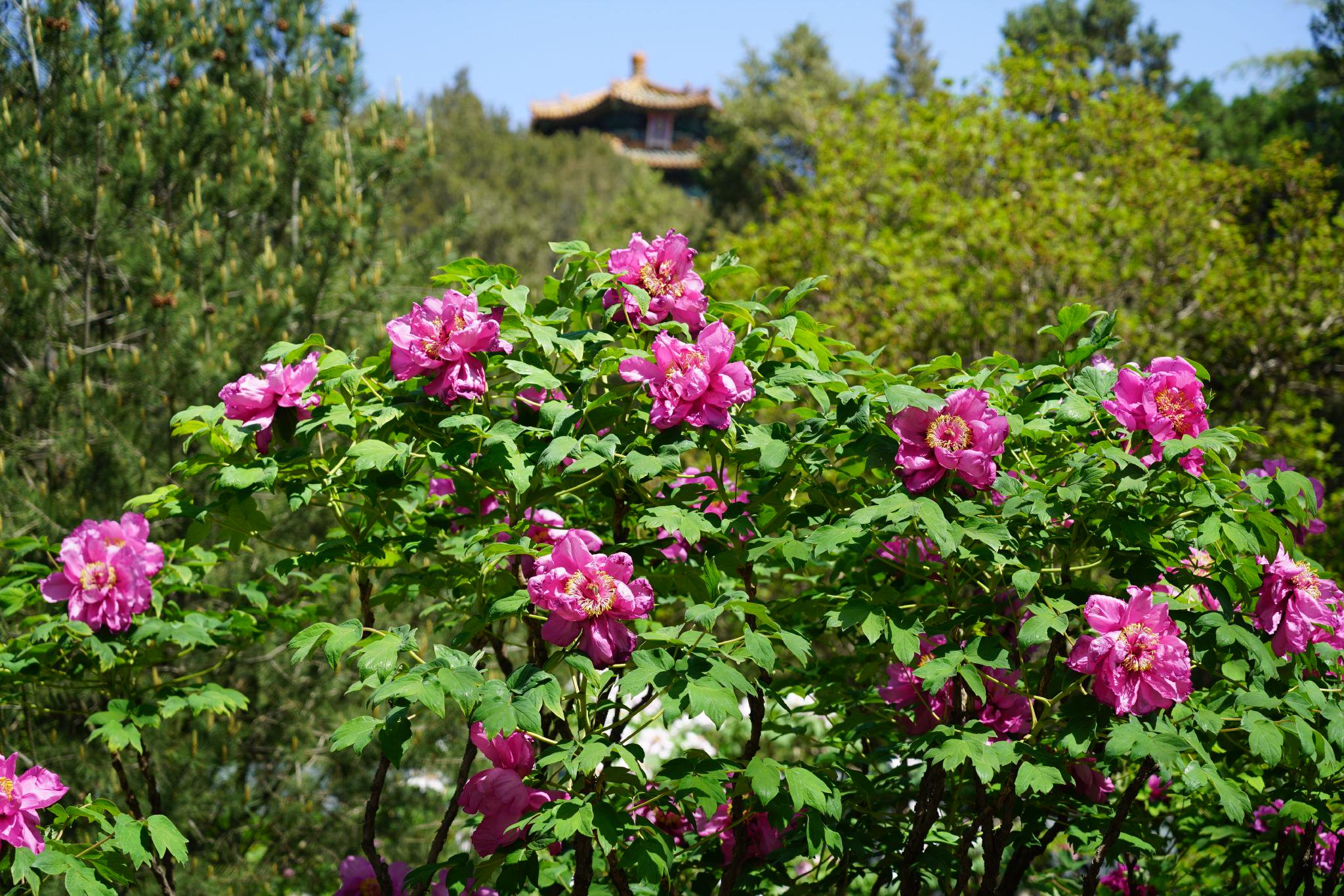 牡丹花讯来啦景山公园国内牡丹品种将达盛花期