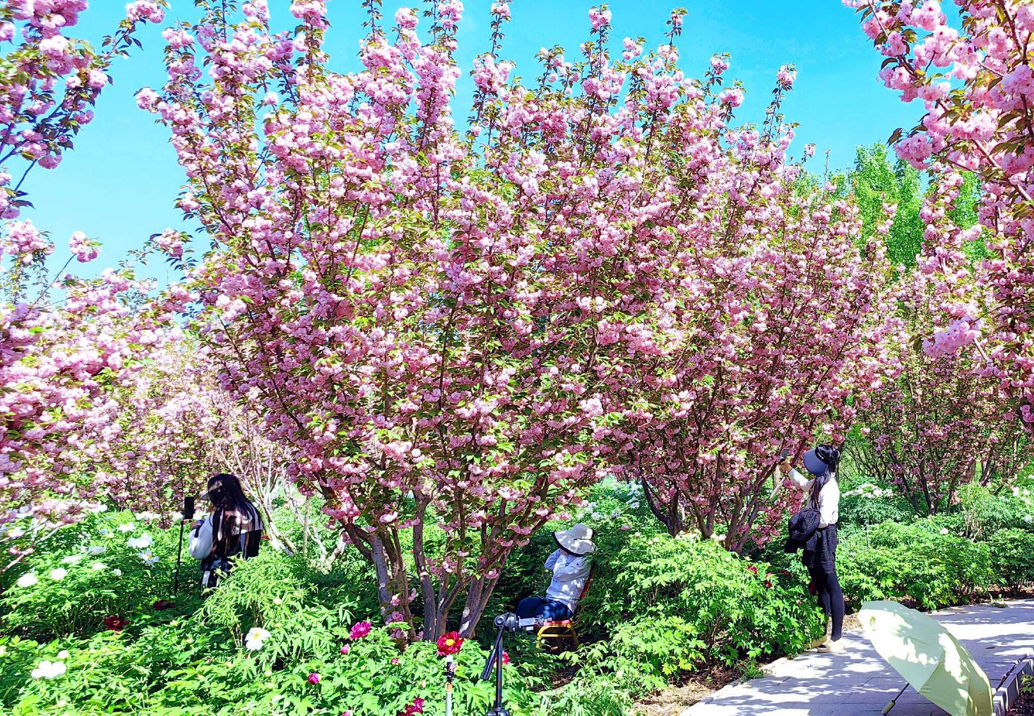 占地面积400亩,整个公园种植了百余种花卉及各种树木,一年四季花海