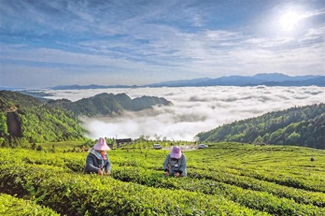 雷山县科委茶场。 杨昌国 摄