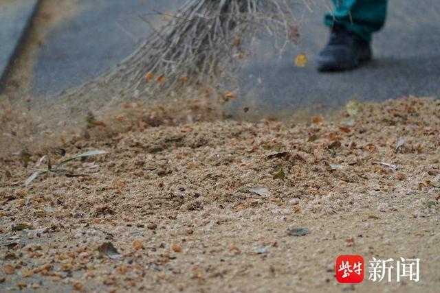 图为街头又见飞絮飘扬