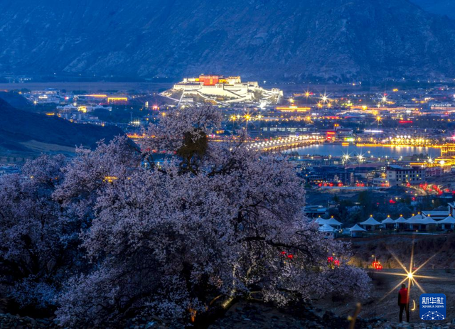 夜色中桃花映衬着布达拉宫（4月16日摄）。新华社记者 姜帆 摄