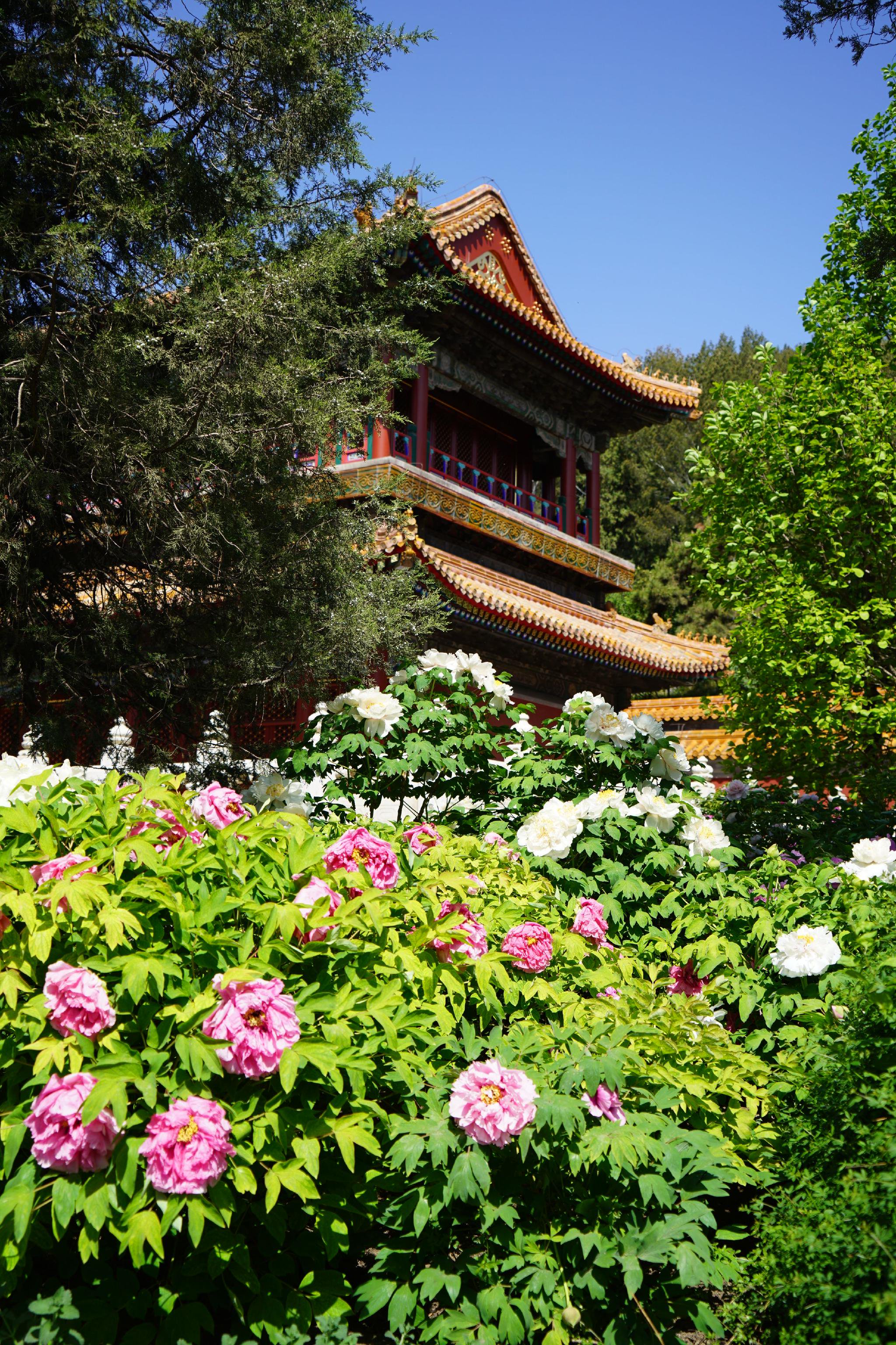 牡丹花讯来啦景山公园国内牡丹品种将达盛花期