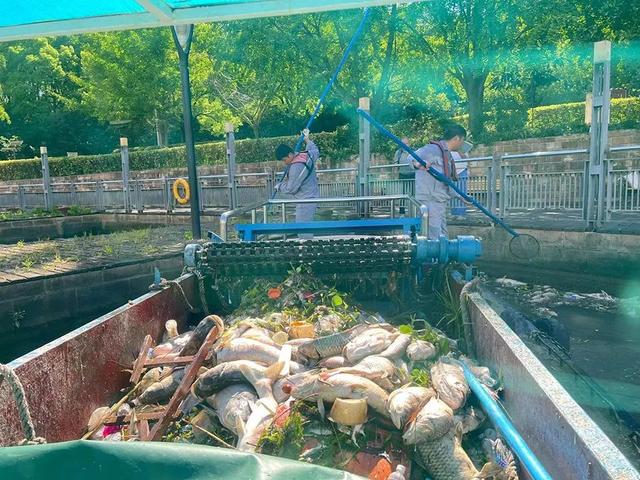苏州河，保洁作业船只打捞死鱼。上海市市容环境卫生水上管理处供图（下同）