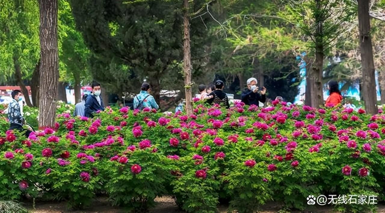 植物园的牡丹展区位于园区北部,濒临波澄湖畔的牡丹园内,共栽植 "村