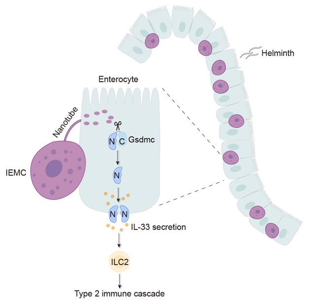 图3.IEMC介导肠道上皮细胞中的Gsdmc切割并激活下游二型免疫反应