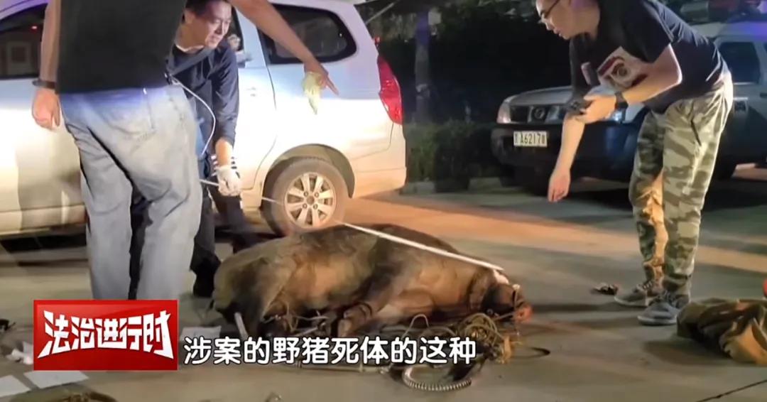 网红博主在北京门头沟猎杀野猪……判刑!_新浪财经_新浪网
