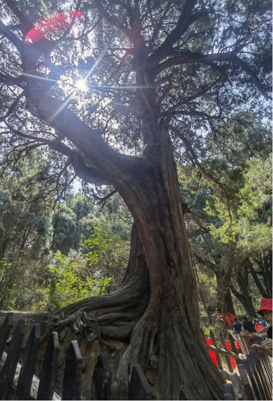 翠云廊景区内静静伫立的古柏仿佛讲述着发生在古蜀道上的千年往事。卢兰摄