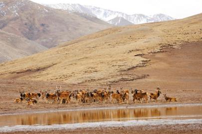 成群的白唇鹿在水源边休憩。 甘孜州林业和草原局供图