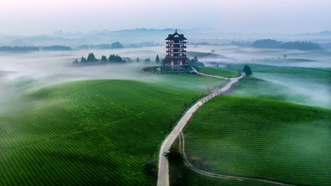 湄潭茶园 (周访华 / 摄)