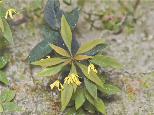 八桂深山多香草