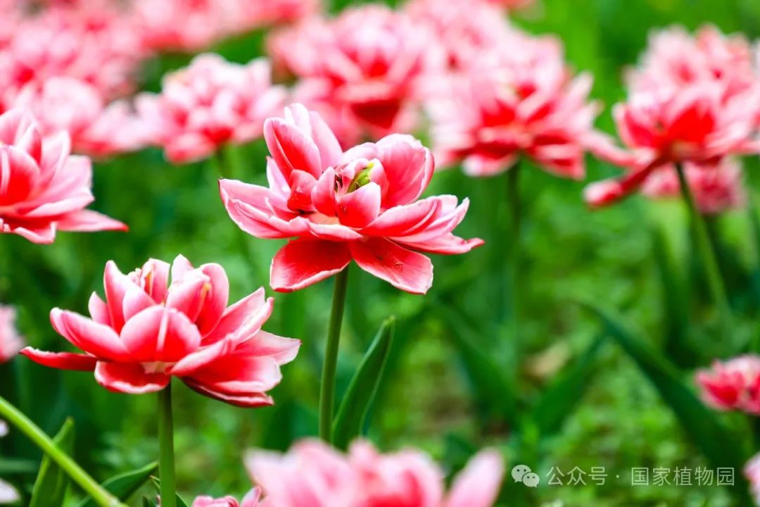 今日谷雨丨春色正浓万物生