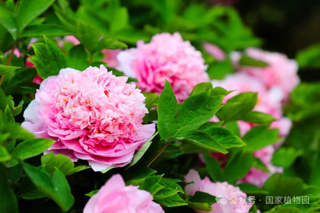今日谷雨丨春色正浓万物生
