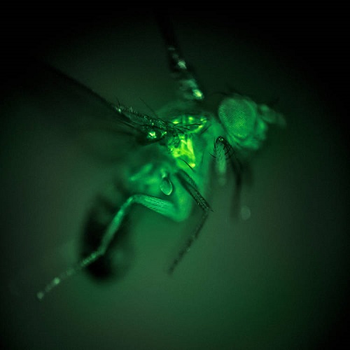 果蝇飞行时转向肌肉中的荧光钙信号。图片来自:Dickinson实验室/《自然》