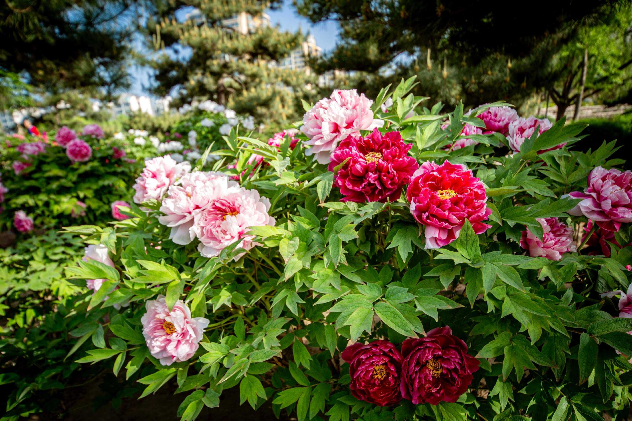 来丰台观盛世牡丹,赏国色天香