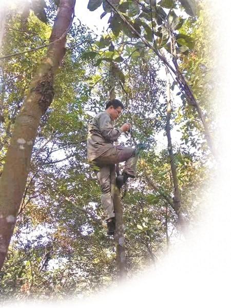 八桂深山多香草