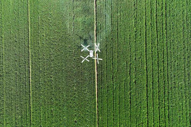 植保无人机助力小麦丰产。时君洋 摄
