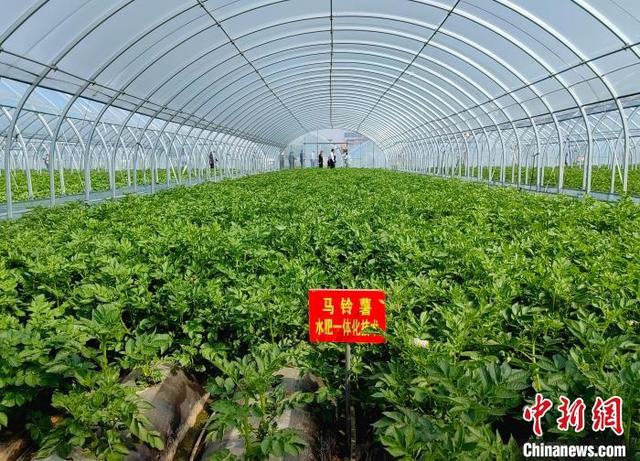 4月18日，东李庄马铃薯示范基地高标准大棚内种植的马铃薯。记者 沙见龙 摄