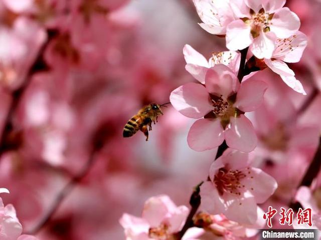 图为蜜蜂在桃花间忙碌。石延寿 摄