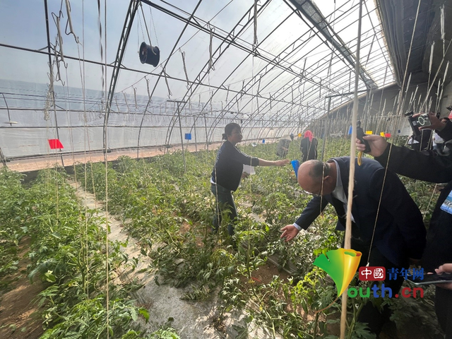 聆听刘媛讲解后，记者们观察番茄长势。中国青年网记者 秦亮 摄