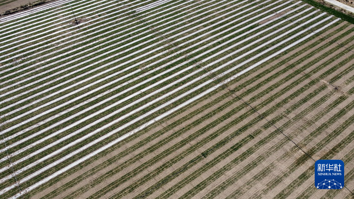这是在甘肃武威市凉州区武南镇下中畦村拍摄的麦田（无人机照片）。新华社记者 王朋 摄