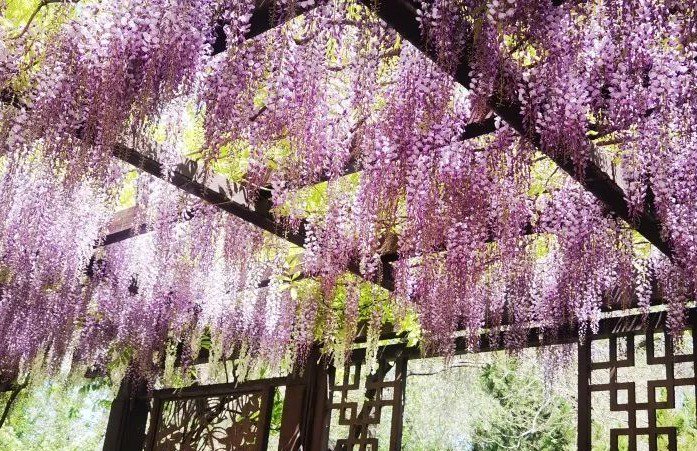寻美玉渊 紫藤花开|玉渊潭公园紫藤迎来盛花期