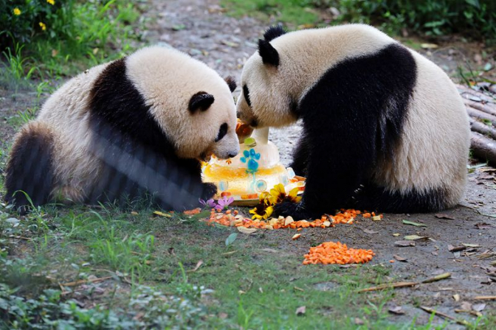 △大熊猫“和花”和“和叶”同框吃生日蛋糕（小赞 摄）