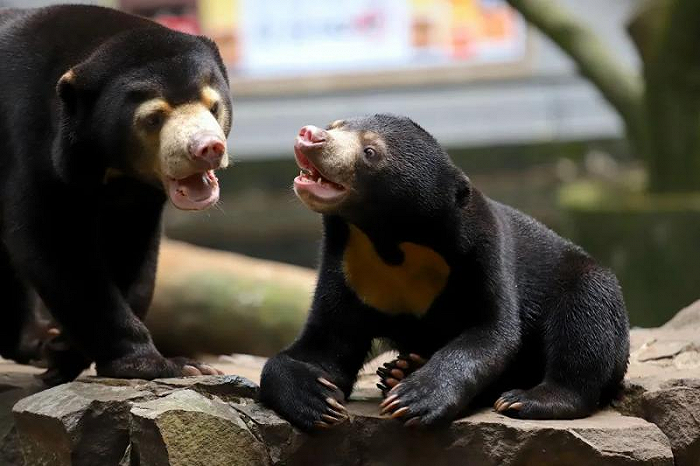 △杭州动物园“马来熊夫妻”同框（图源：杭州动物园）