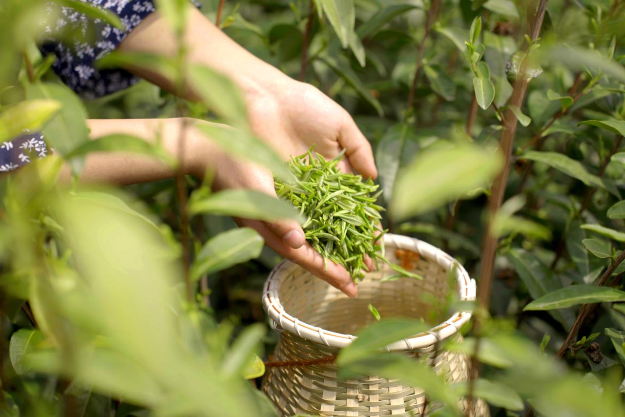 苏州春茶采摘现场